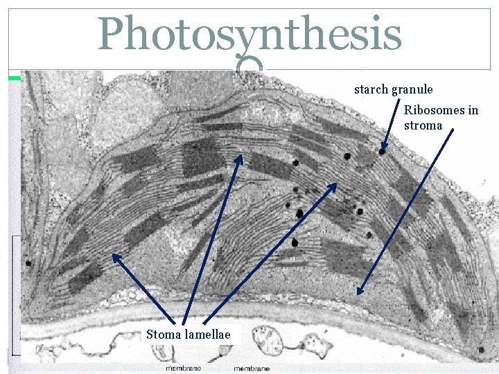 Photosynthesis starch granule Ribosomes in stroma Stoma lamellae 