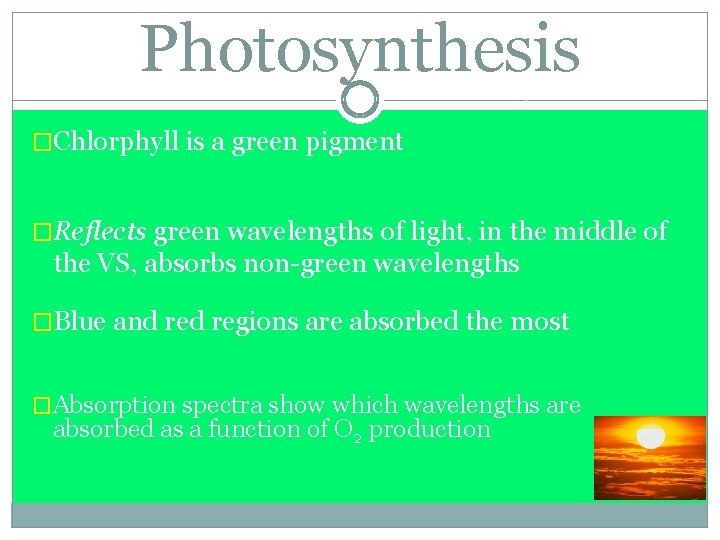 Photosynthesis �Chlorphyll is a green pigment �Reflects green wavelengths of light, in the middle