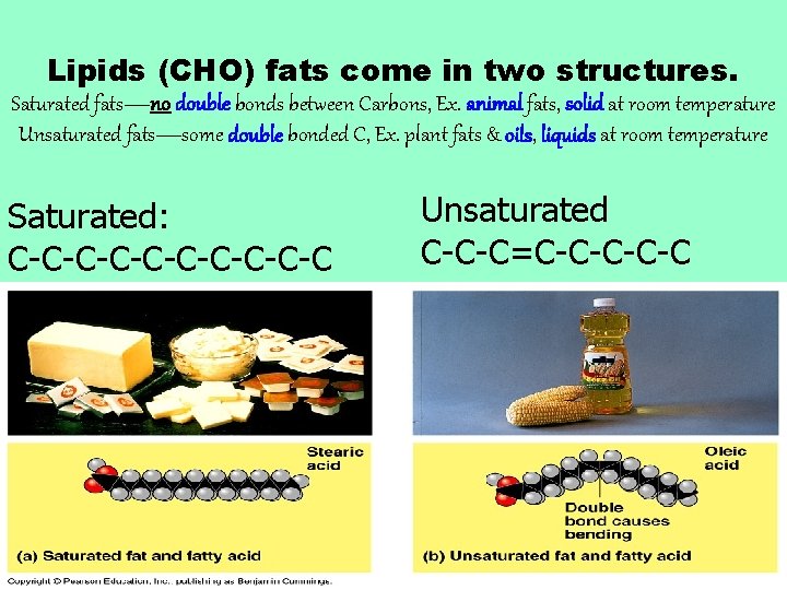 Lipids (CHO) fats come in two structures. Saturated fats—no double bonds between Carbons, Ex.