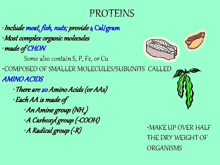 PROTEINS • Include meat, fish, nuts; provide 4 Cal/gram • Most complex organic molecules