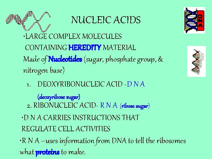 NUCLEIC ACIDS • LARGE COMPLEX MOLECULES CONTAINING HEREDITY MATERIAL Made of Nucleotides (sugar, phosphate