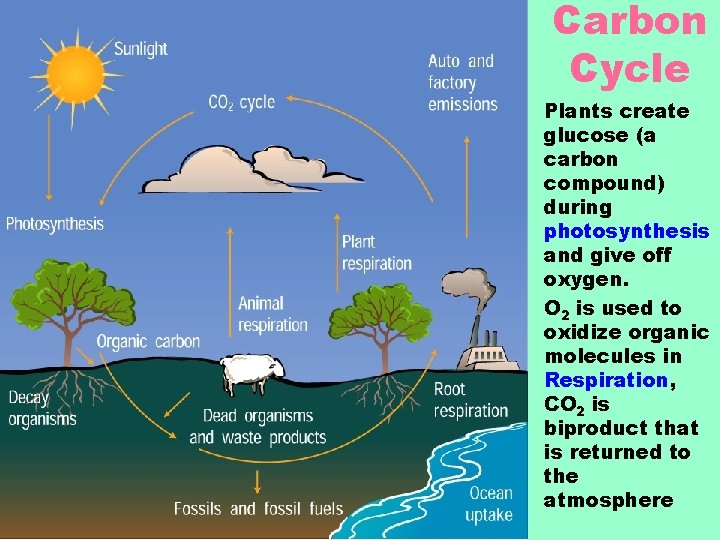 Carbon Cycle • Plants create glucose (a carbon compound) during photosynthesis and give off