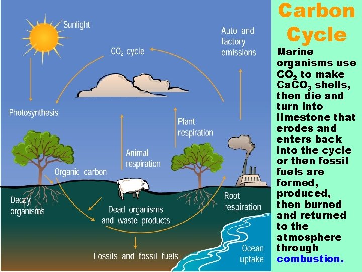 Carbon Cycle • Marine organisms use CO 2 to make Ca. CO 3 shells,