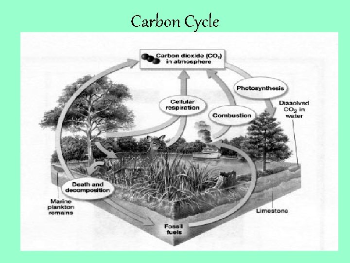 Carbon Cycle 