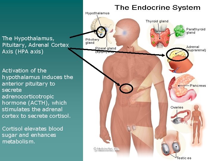 The Hypothalamus, Pituitary, Adrenal Cortex Axis (HPA axis) Activation of the hypothalamus induces the