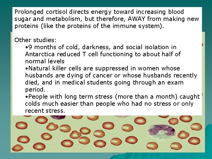 Prolonged cortisol directs energy toward increasing blood sugar and metabolism, but therefore, AWAY from