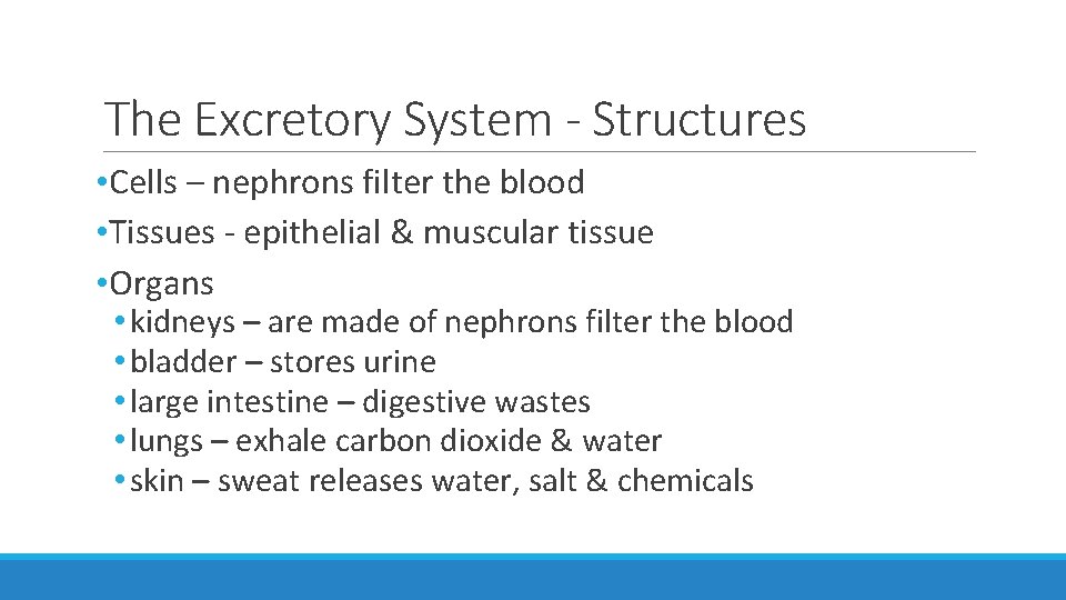 The Excretory System - Structures • Cells – nephrons filter the blood • Tissues The Excretory System - Structures • Cells – nephrons filter the blood • Tissues