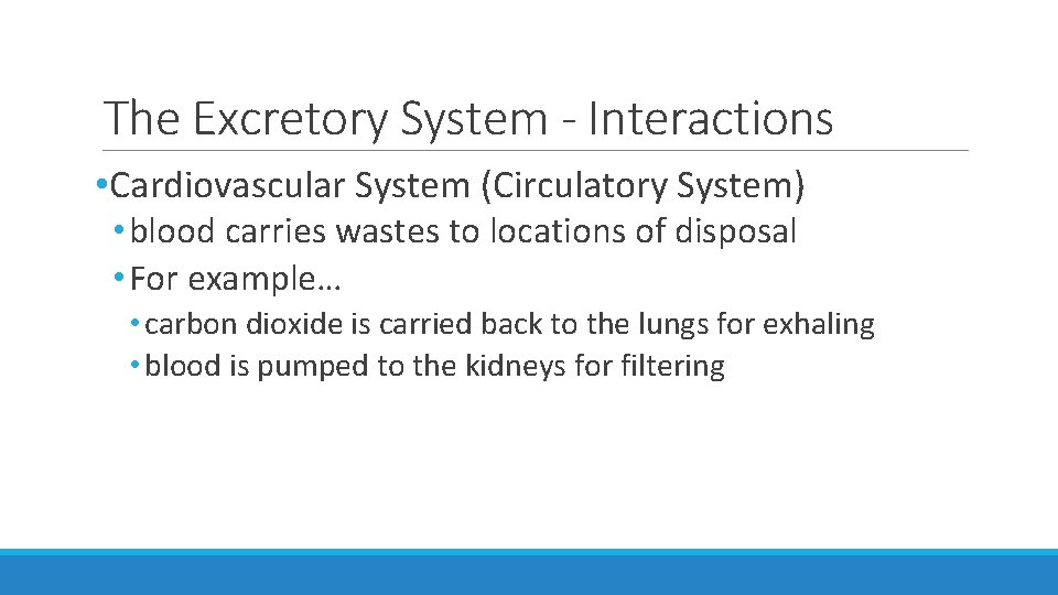 The Excretory System - Interactions • Cardiovascular System (Circulatory System) • blood carries wastes The Excretory System - Interactions • Cardiovascular System (Circulatory System) • blood carries wastes
