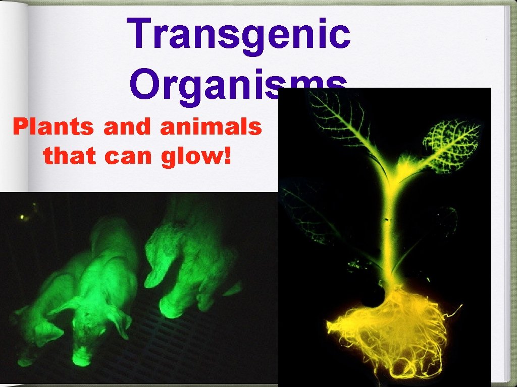 Transgenic Organisms Plants and animals that can glow! 