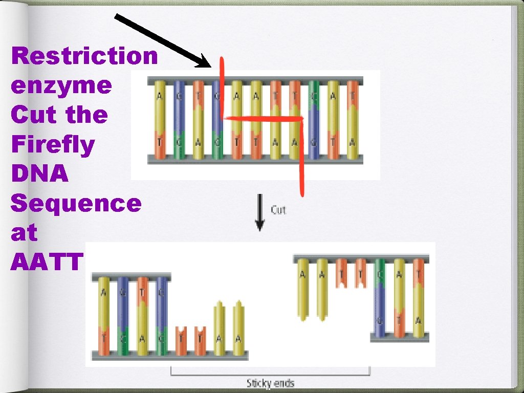 Restriction enzyme Cut the Firefly DNA Sequence at AATT 