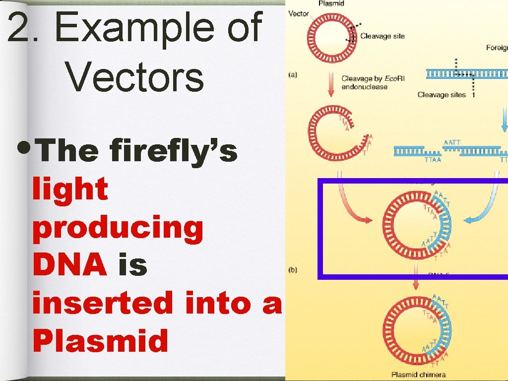 2. Example of Vectors • The firefly’s light producing DNA is inserted into a
