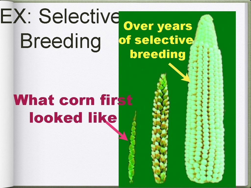 EX: Selective Over years of selective Breeding breeding What corn first looked like 