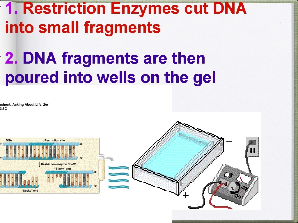  • 1. Restriction Enzymes cut DNA into small fragments • 2. DNA fragments