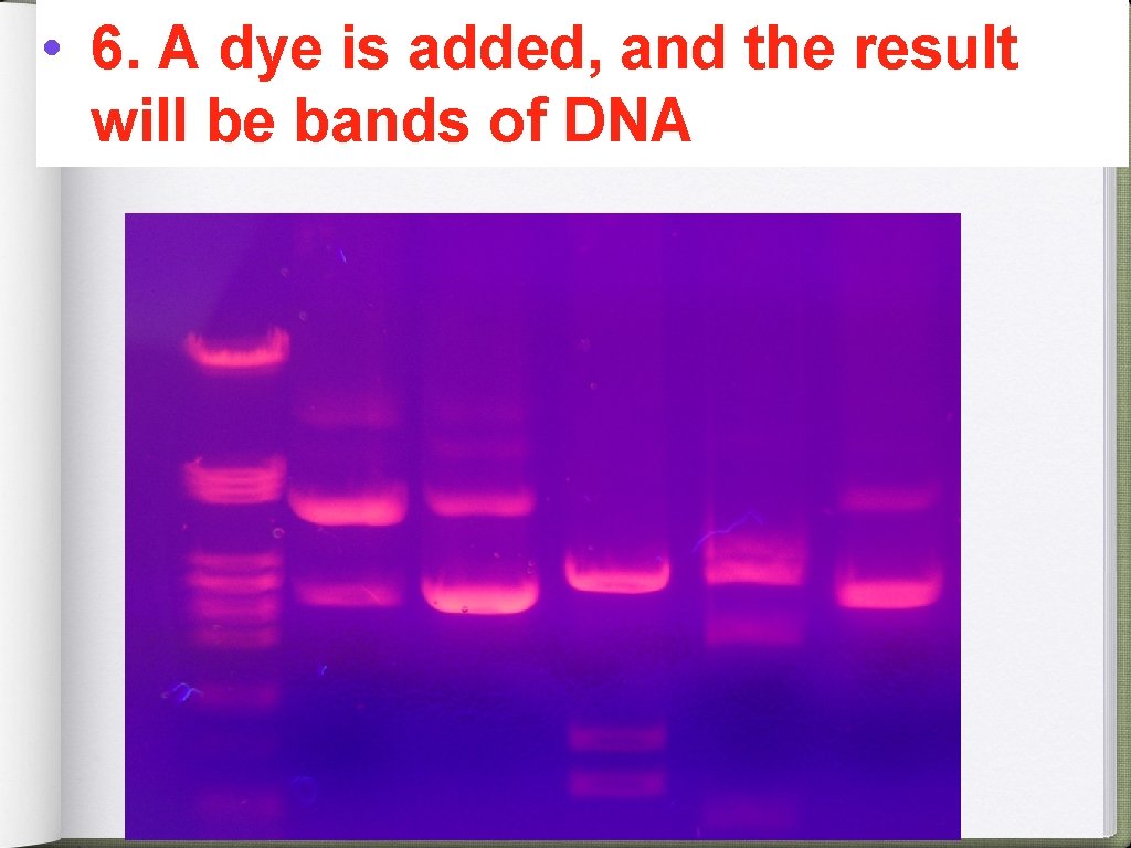  • 6. A dye is added, and the result will be bands of