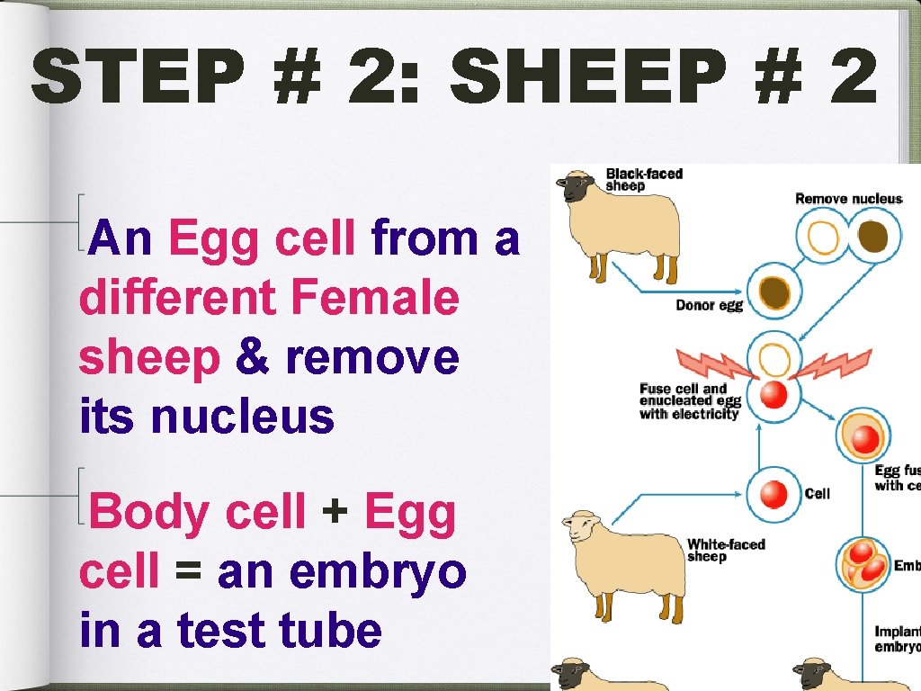 STEP # 2: SHEEP # 2 An Egg cell from a different Female sheep