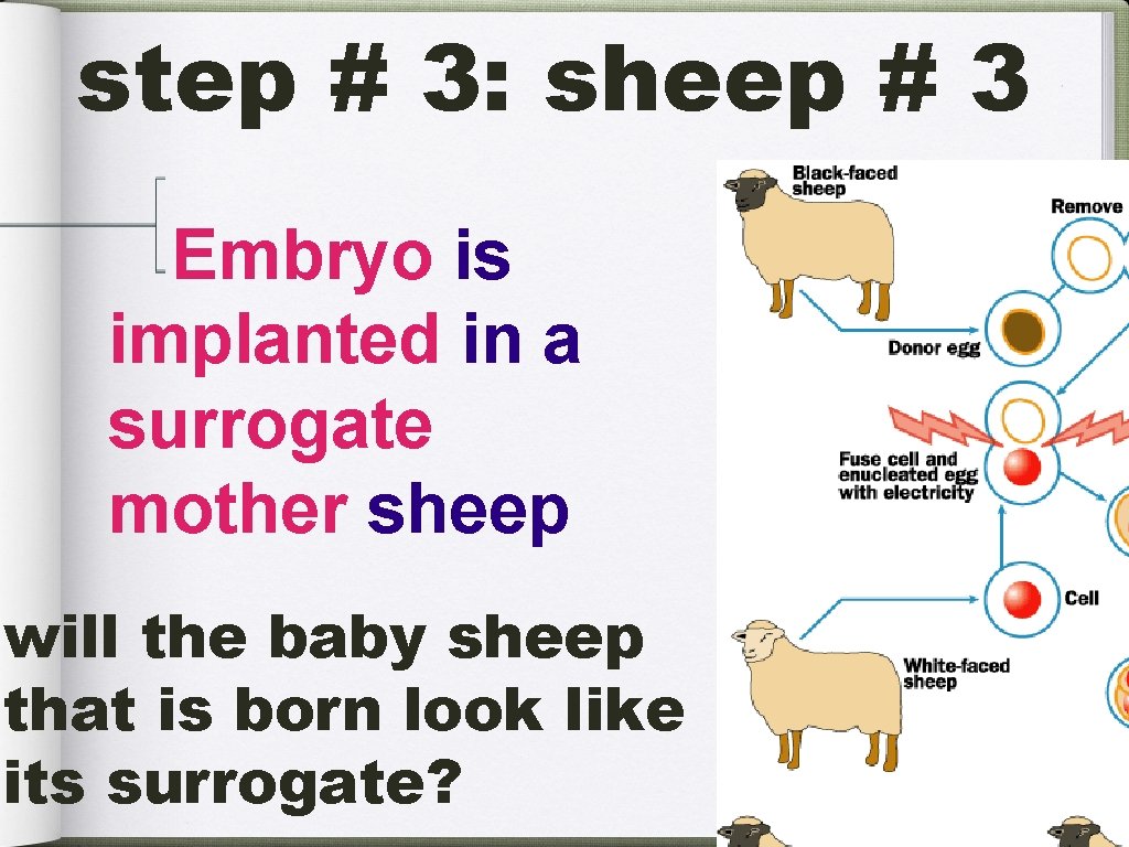 step # 3: sheep # 3 Embryo is implanted in a surrogate mother sheep