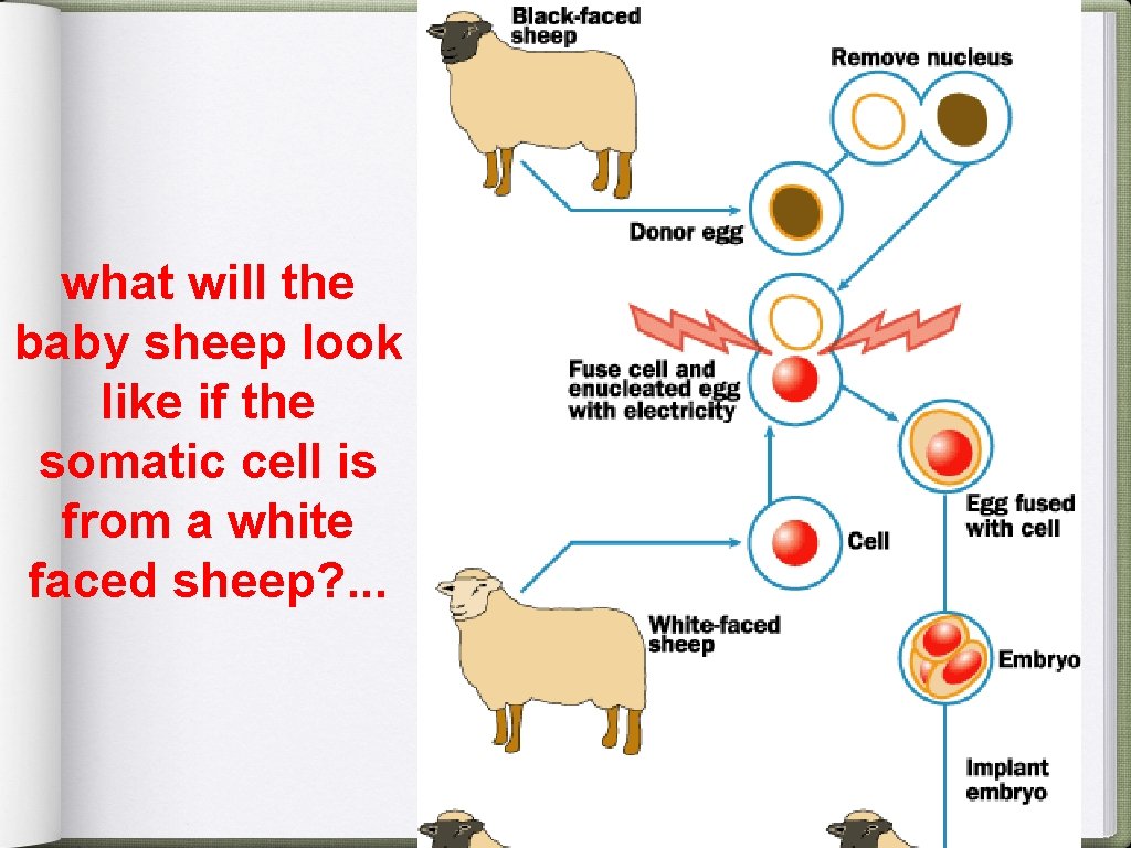 what will the baby sheep look like if the somatic cell is from a