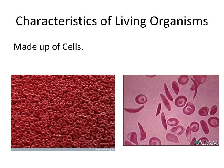 Characteristics of Living Organisms Made up of Cells. 