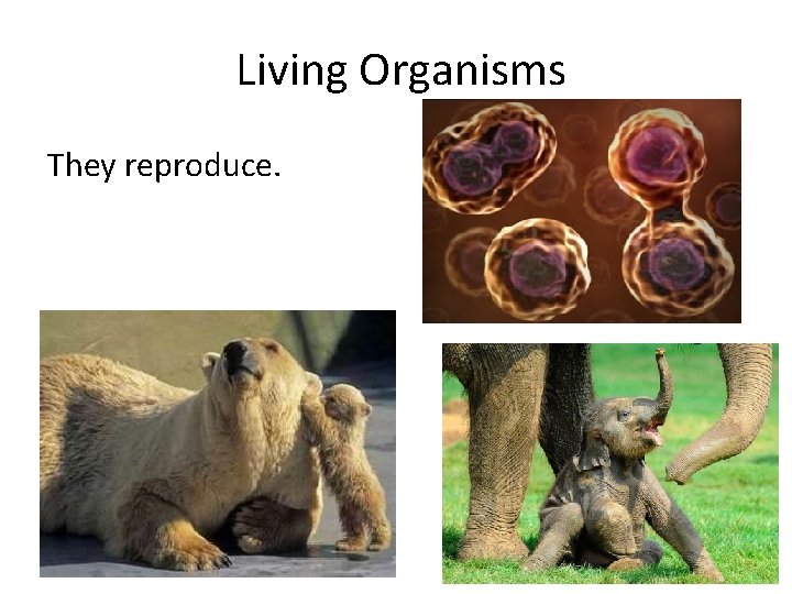 Living Organisms They reproduce. 