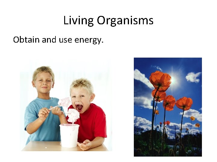 Living Organisms Obtain and use energy. 