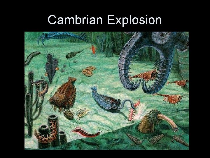 Cambrian Explosion 