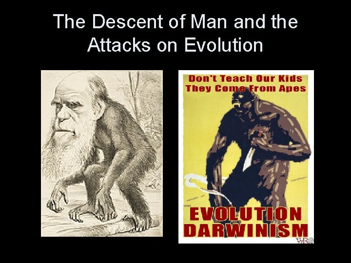 The Descent of Man and the Attacks on Evolution 
