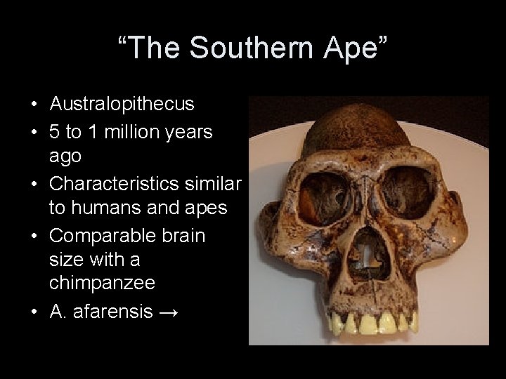 “The Southern Ape” • Australopithecus • 5 to 1 million years ago • Characteristics
