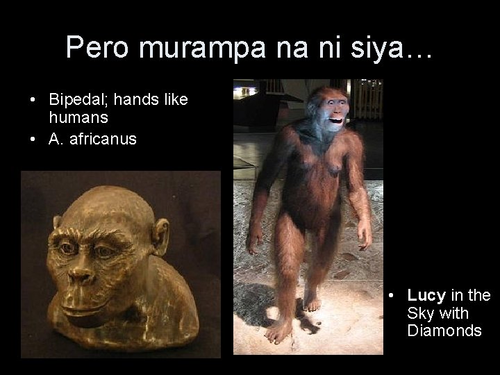 Pero murampa na ni siya… • Bipedal; hands like humans • A. africanus •