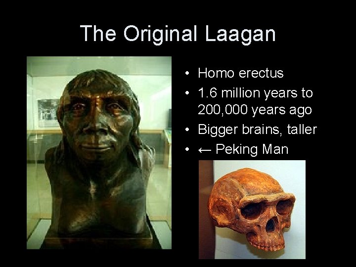 The Original Laagan • Homo erectus • 1. 6 million years to 200, 000