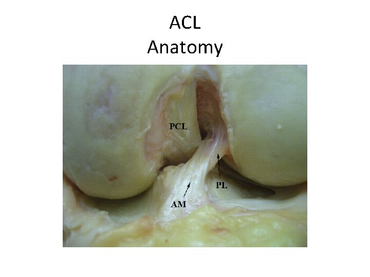 ACL Anatomy 