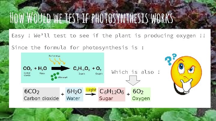 How Would we test if photosynthesis works Easy ! We’ll test to see if