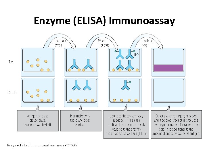 Enzyme (ELISA) Immunoassay 