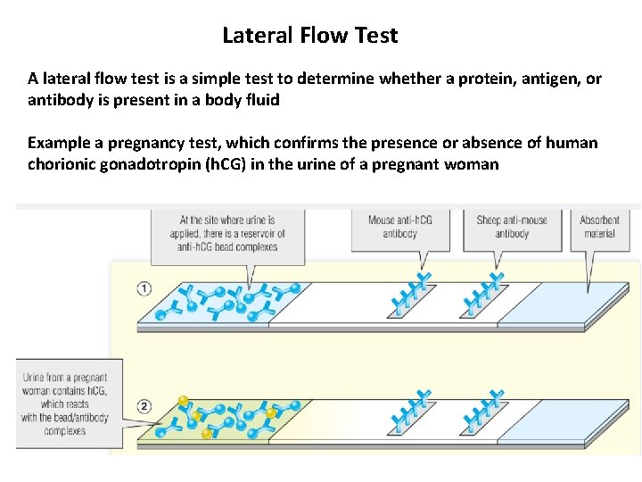 Lateral Flow Test A lateral flow test is a simple test to determine whether