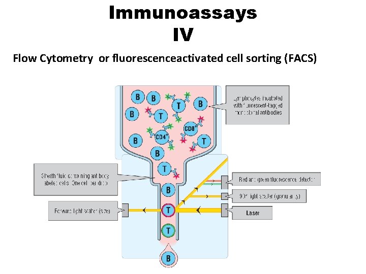 Immunoassays IV Flow Cytometry or fluorescenceactivated cell sorting (FACS) 