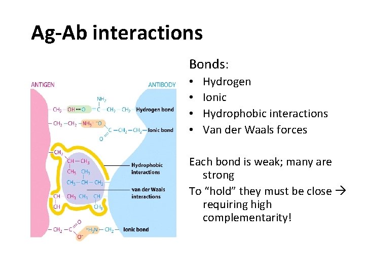 Ag-Ab interactions Bonds: • • Hydrogen Ionic Hydrophobic interactions Van der Waals forces Each