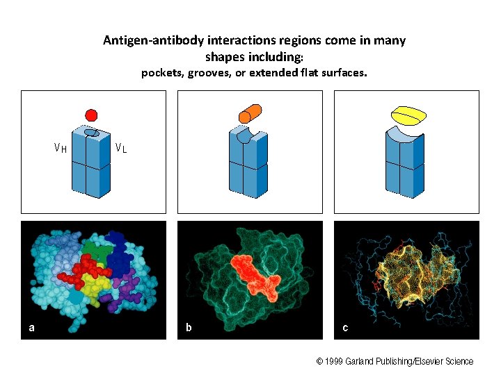 Antigen-antibody interactions regions come in many shapes including: pockets, grooves, or extended flat surfaces.