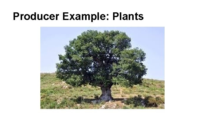 Producer Example: Plants 