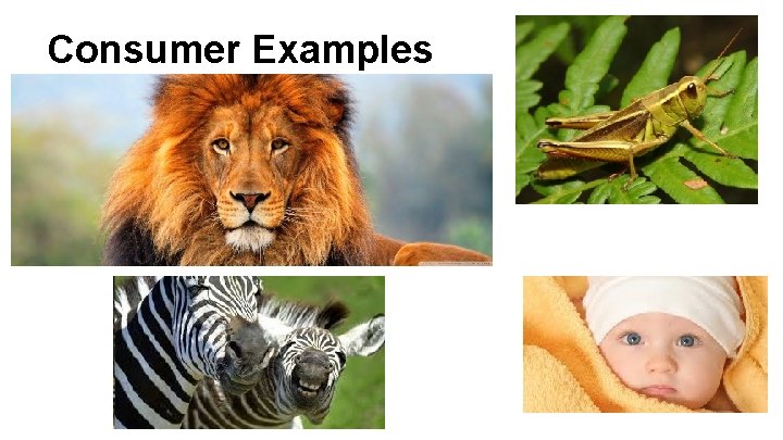 Consumer Examples Consumer Examples