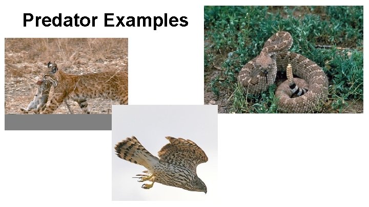 Predator Examples 