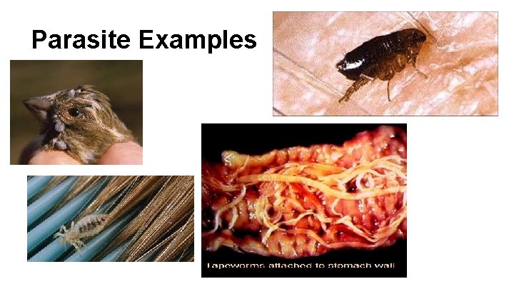 Parasite Examples 