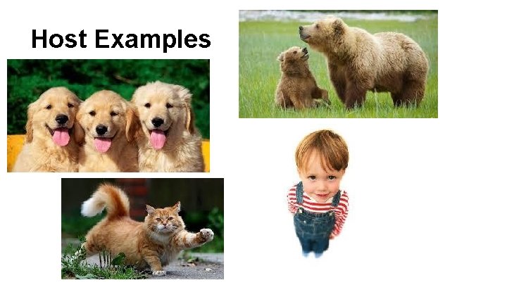 Host Examples 