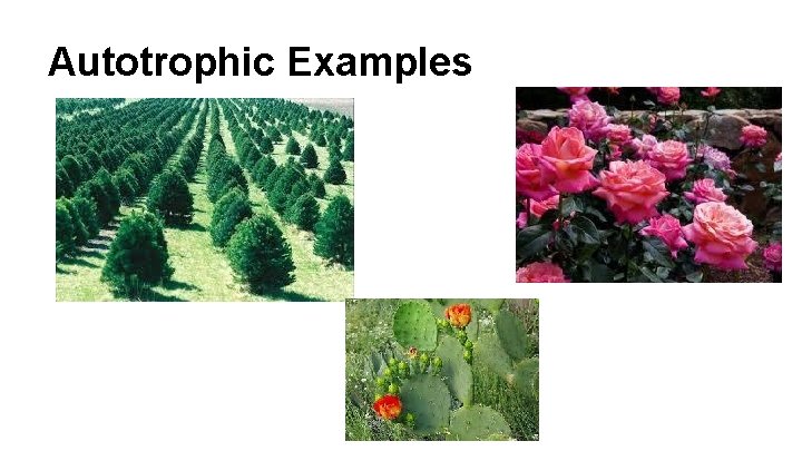 Autotrophic Examples 