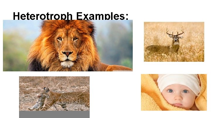 Heterotroph Examples: 