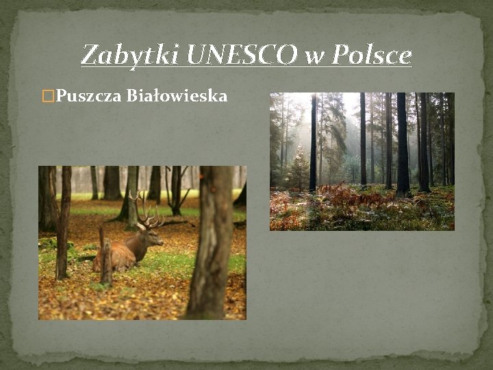 Zabytki UNESCO w Polsce �Puszcza Białowieska 