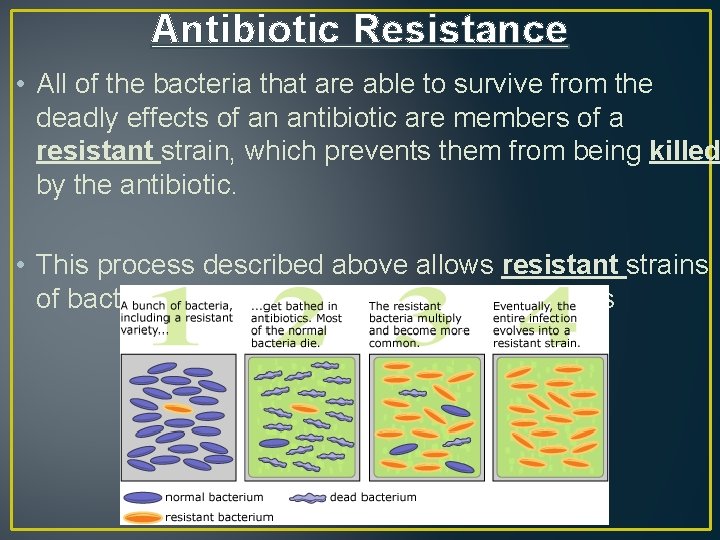 Antibiotic Resistance • All of the bacteria that are able to survive from the