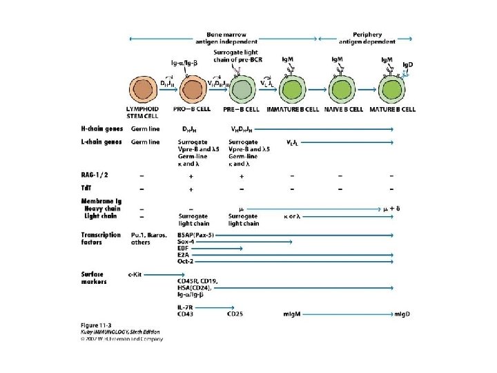 B cell Maturation and Activation Chapter 11 Affinity