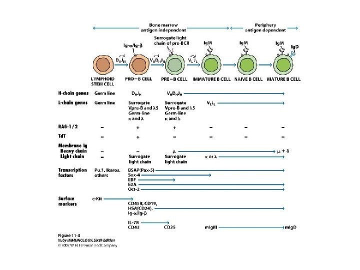 B cell Maturation and Activation Chapter 11 Affinity