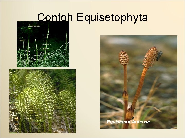 Contoh Equisetophyta Equisetum Arvense 