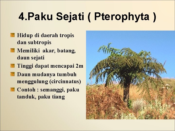 4. Paku Sejati ( Pterophyta ) Hidup di daerah tropis dan subtropis Memiliki akar,