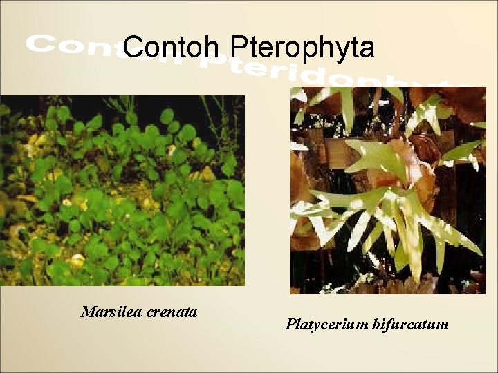 Contoh Pterophyta Marsilea crenata Platycerium bifurcatum 